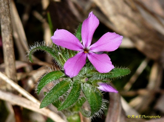 {Phlox amoena}